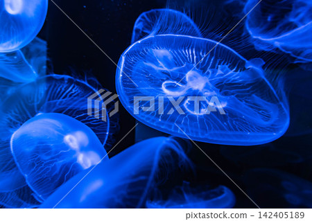 水母在藍色水箱中奇妙地漂浮著 水母在藍色水箱中奇妙地漂浮著 142405189
