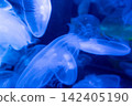 水母在藍色的海水中緩緩漂浮 142405190