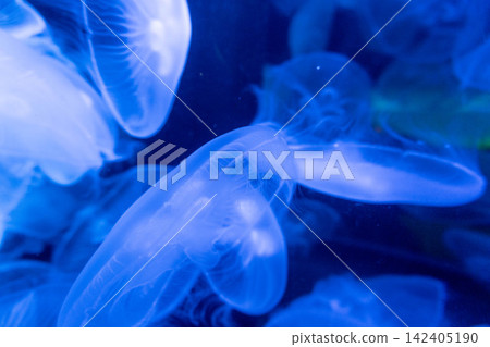 水母在藍色的海水中緩緩漂浮 水母在藍色的海水中緩緩漂浮 142405190