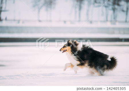 Rough Collie Funny Scottish Collie, Long-Haired Collie, English Collie, Lassie Dog Fast Running Outdoor In Snowy Park At Winter Day. Active Dog Play In Snow Snowdrift. Playful Pet Outdoors. Rough Collie Funny Scottish Collie, Long-Haired Collie, English Collie, Lassie Dog Fast Running Outdoor In Snowy Park At Winter Day. Active Dog Play In Snow Snowdrift. Playful Pet Outdoors. 142405305