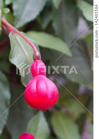 Vibrant pink flower bud hanging from a green stem in a lush garden setting with soft natural light Vibrant pink flower bud hanging from a green stem in a lush garden setting with soft natural light 142405584