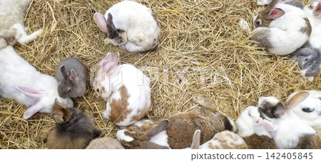 A group of fluffy rabbits of different breeds and colors resting comfortably on a dry hay bed. View from above of many domestic bunnies huddling together in a barn or farm environment. 142405845