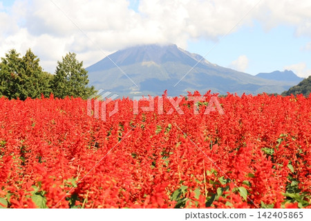 A carpet of bright red salvias stands out against the backdrop of Mt. Daisen. A carpet of bright red salvias stands out against the backdrop of Mt. Daisen. 142405865
