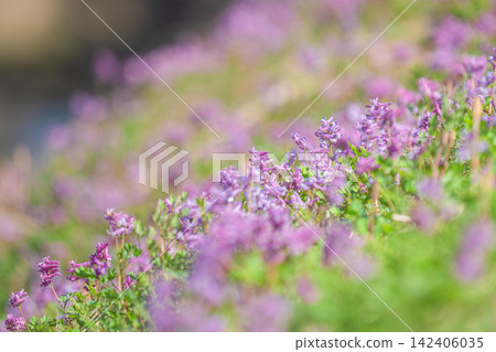 Purple Corydalis growing in clusters on the riverbank in early spring Purple Corydalis growing in clusters on the riverbank in early spring 142406035