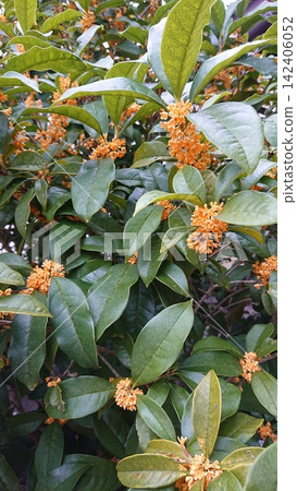 桂花,黃色的花 桂花,黃色的花 142406052