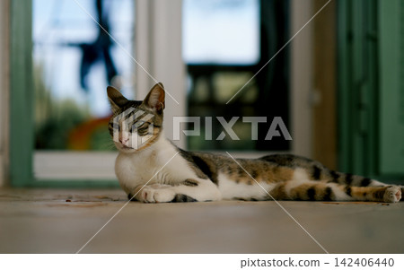 Young tabby cat resting beside a house entrance with a peaceful expression. Concept of comfort, safety, relaxation and everyday tranquility Young tabby cat resting beside a house entrance with a peaceful expression. Concept of comfort, safety, relaxation and everyday tranquility 142406440