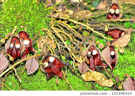 Aristolochia salvadorensis flower Aristolochia salvadorensis flower 142406454