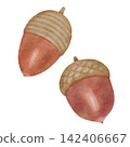 Acorn watercolor illustration 142406667