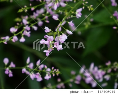 富士觀藏的花紋 富士觀藏的花紋 142406945