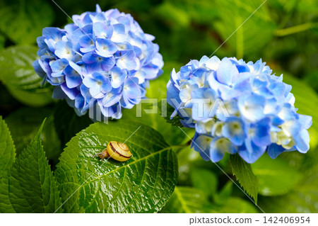 Images of the rainy season: hydrangeas and snails Images of the rainy season: hydrangeas and snails 142406954