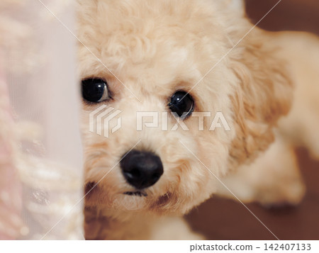 A toy poodle peeking out from behind the curtains A toy poodle peeking out from behind the curtains 142407133