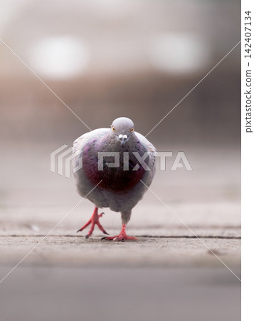 A single pigeon toddling through the city streets A single pigeon toddling through the city streets 142407134