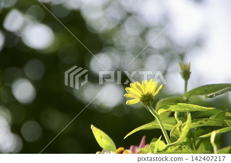 Yellow flowers bloom facing upwards against a backdrop of beautifully blurred light filtering through the trees. Yellow flowers bloom facing upwards against a backdrop of beautifully blurred light filtering through the trees. 142407217