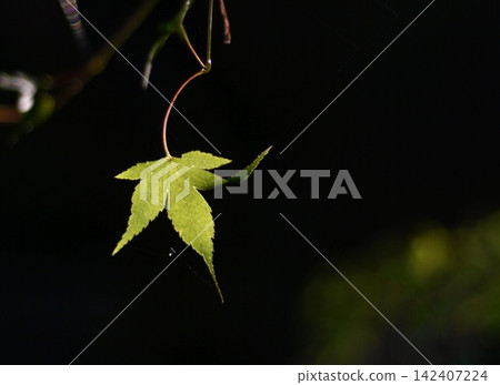 A single, gleaming green maple leaf against a dark background. A single, gleaming green maple leaf against a dark background. 142407224