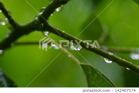 The scene of fresh green leaves and tree branches glistening with raindrops. 142407574
