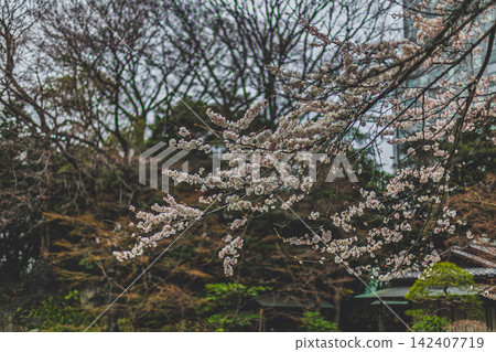 嬌嫩的櫻花在靜謐的聖池花園中盛開，營造出宛如傳統日式庭園般的寧靜氛圍。 2024年3月。 142407719