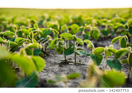 Soybeans in rows growing in a farm field at sunset, showing agricultural growth and healthy crop production Soybeans in rows growing in a farm field at sunset, showing agricultural growth and healthy crop production 142407753