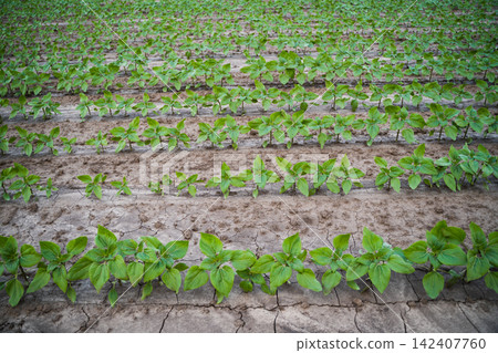 Young sunflower plants growing in rows on a cultivated field, depicting growth, agriculture, and new beginnings Young sunflower plants growing in rows on a cultivated field, depicting growth, agriculture, and new beginnings 142407760