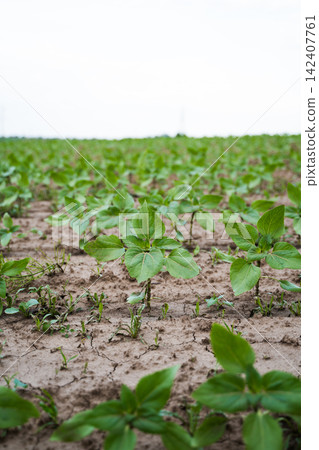 Young sunflower plants growing in dry soil, showing agricultural field with sprouts and green leaves under clear sky Young sunflower plants growing in dry soil, showing agricultural field with sprouts and green leaves under clear sky 142407761