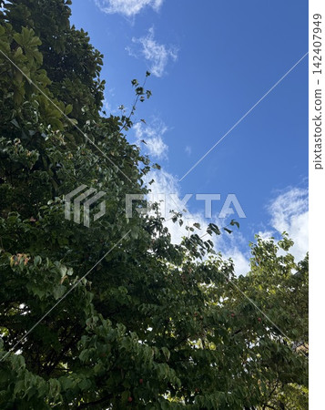 Lush green trees against a backdrop of blue sky and white clouds Lush green trees against a backdrop of blue sky and white clouds 142407949