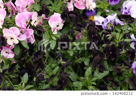 五顏六色的蝴蝶花花 五顏六色的蝴蝶花花 142408212