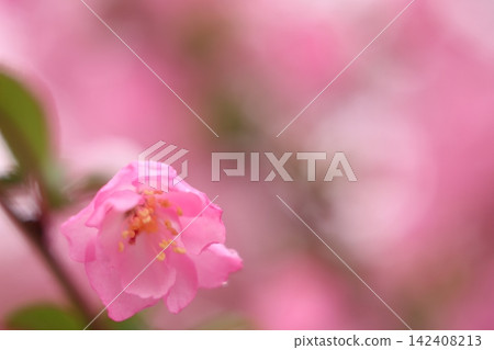 Cherry blossoms and flower petals in full bloom Cherry blossoms and flower petals in full bloom 142408213