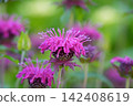 盛開的紫花薄荷 142408619