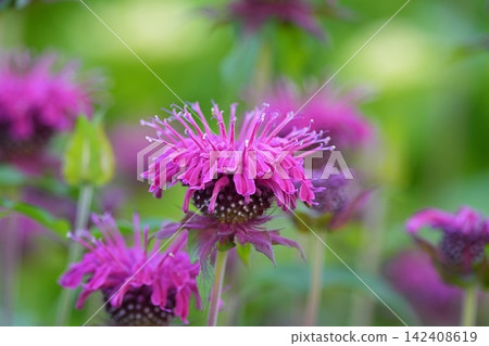 盛開的紫花薄荷 盛開的紫花薄荷 142408619