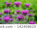 盛開的紫花薄荷 142408620