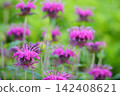 盛開的紫花薄荷 142408621