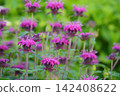 盛開的紫花薄荷 142408622