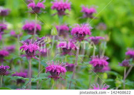 盛開的紫花薄荷 盛開的紫花薄荷 142408622