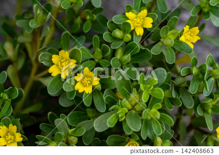 Yellow flowers of purslane growing by the roadside 142408663