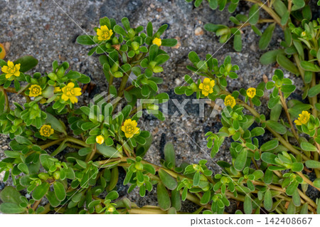 Yellow flowers of purslane growing by the roadside Yellow flowers of purslane growing by the roadside 142408667