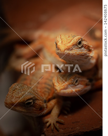 Overlapping bearded dragon juveniles Overlapping bearded dragon juveniles 142408675