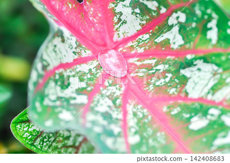 Caladium, Caladium Bicolor Vent or Caladium bicolor and rain droplet Caladium, Caladium Bicolor Vent or Caladium bicolor and rain droplet 142408683