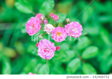 Changeable Rose, Changeable rose mallow or Cotton rose hibiscus or Dixie rosemallow or Hibiscus mutabilis L or Rose of Sharon or pink flower Changeable Rose, Changeable rose mallow or Cotton rose hibiscus or Dixie rosemallow or Hibiscus mutabilis L or Rose of Sharon or pink flower 142408732