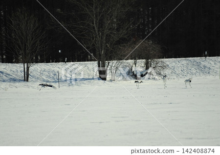 Red-crowned cranes descend upon a flock of cranes in a snowfield - Kayanuma, Hokkaido Red-crowned cranes descend upon a flock of cranes in a snowfield - Kayanuma, Hokkaido 142408874