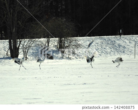 A flock of red-crowned cranes flapping their wings in a snowy winter field in Kayanuma, Hokkaido. A flock of red-crowned cranes flapping their wings in a snowy winter field in Kayanuma, Hokkaido. 142408875