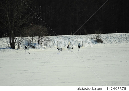 Red-crowned cranes in action across the snowy winter plains of eastern Hokkaido. Red-crowned cranes in action across the snowy winter plains of eastern Hokkaido. 142408876