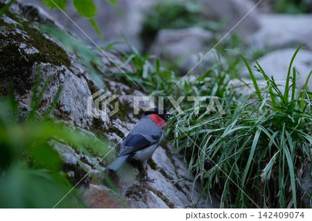 A bullfinch catches food in the rocky forest: Japanese wild birds and fresh greenery A bullfinch catches food in the rocky forest: Japanese wild birds and fresh greenery 142409074