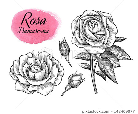 Damask rose. Hand-drawn engraving illustration. Damask rose. Hand-drawn engraving illustration. 142409077