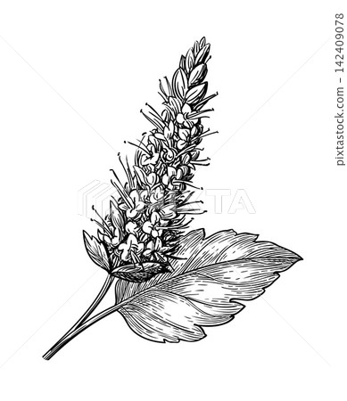 Patchouli plant. Hand-drawn engraving illustration Patchouli plant. Hand-drawn engraving illustration 142409078