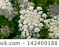 花 142409188