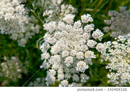 花 花 142409188