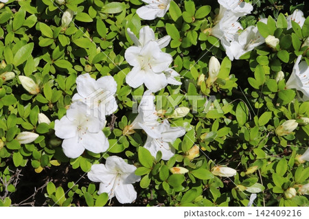 White azalea flowers blooming in the spring garden 142409216