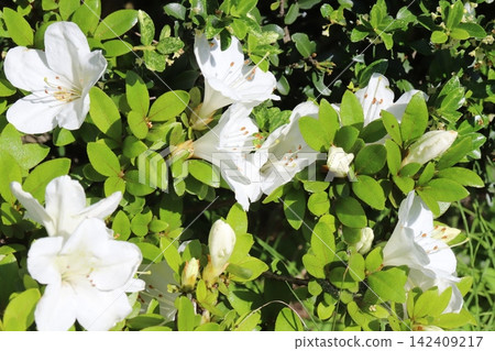 White azalea flowers blooming in the spring garden White azalea flowers blooming in the spring garden 142409217