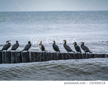 Row Of Cormorant Birds Perched on Coastal Breakwater Over Grey Sea Waters on Windy Day Row Of Cormorant Birds Perched on Coastal Breakwater Over Grey Sea Waters on Windy Day 142409218