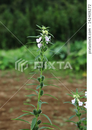 芝麻花 芝麻花 142409272