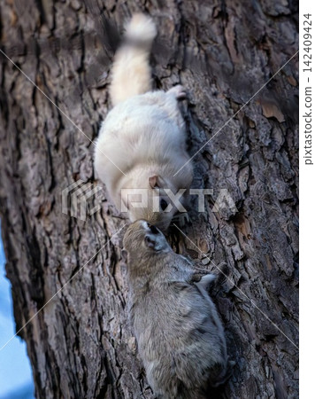 Two Hokkaido flying squirrels touching noses 142409424